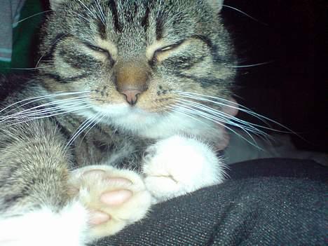 Huskat simmer - en af hans få vellykket her-smider-jeg-mig-stunts,hos mor. billede 7