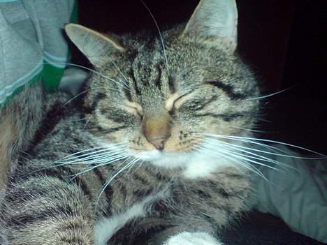 Huskat simmer - hvem siger jeg sover meget???? billede 8