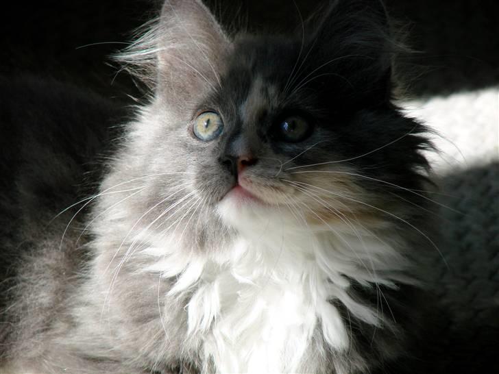 Blanding af racer Musse billede 5