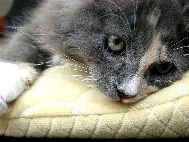 Blanding af racer Musse billede 6