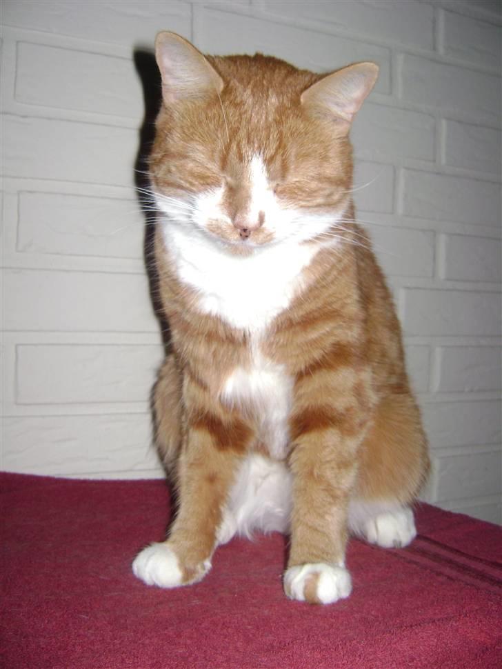 Huskat gismo   - velkommen til gismos profil<3 billede 1