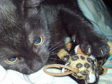 Huskat Milo billede 1