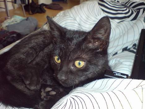 Huskat Milo billede 3