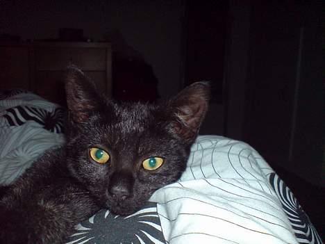 Huskat Milo billede 5