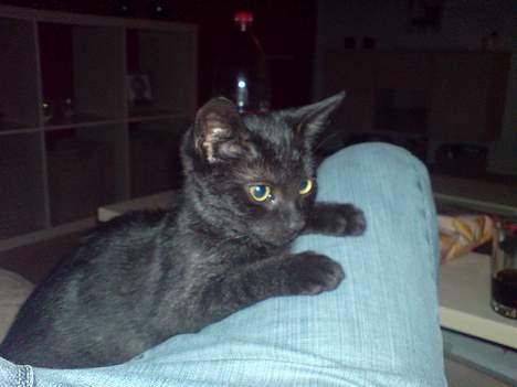 Huskat Milo billede 6