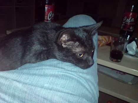 Huskat Milo billede 7