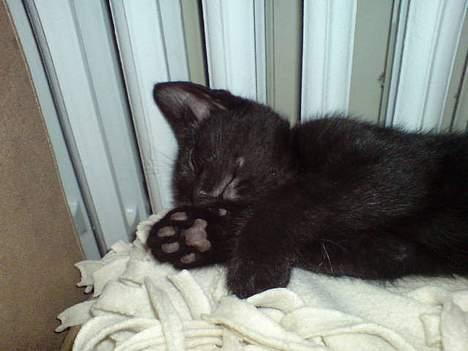 Huskat Milo billede 8