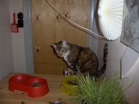 Huskat Lillemis billede 2