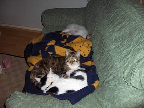 Huskat Lillemis billede 4