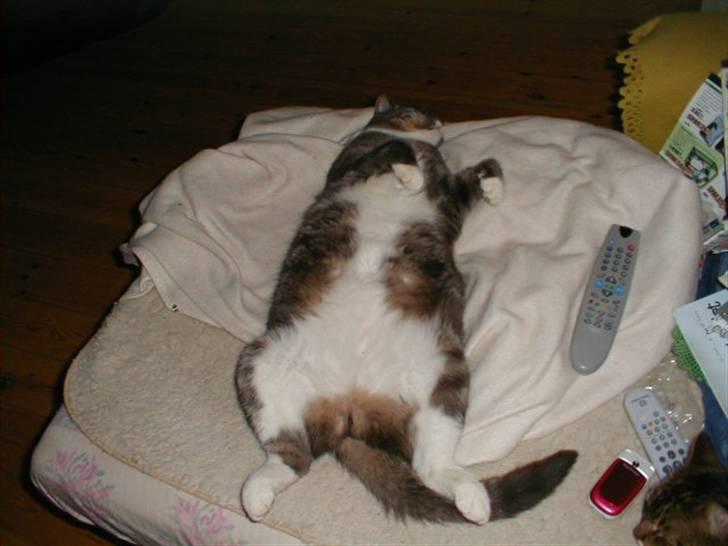 Blanding af racer Laban - laban sover bedst direkte på ryggen, og han elsker at blive kløet og nusset samtidig, total hyggekat! billede 4