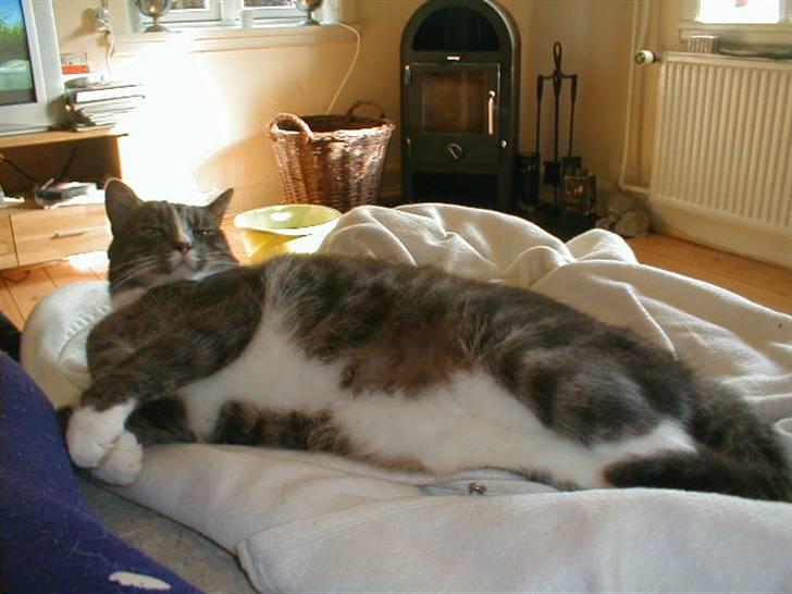 Blanding af racer Laban billede 5