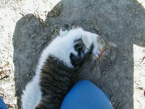 Blanding af racer Kylling billede 7