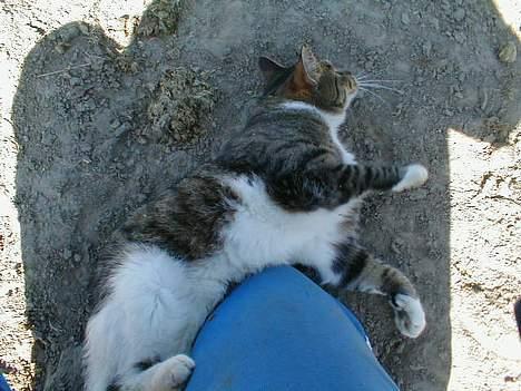 Blanding af racer Kylling billede 8