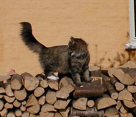 Norsk Skovkat Tantus Merci . R.I.P den 10-4-2013 - Merci ved træstakken billede 9