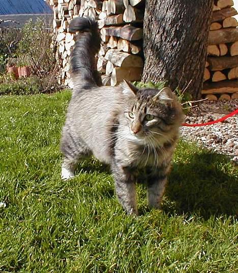 Norsk Skovkat Tantus Merci . R.I.P den 10-4-2013 - Merci i haven fredag den 13-4 07 billede 10