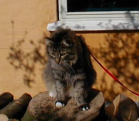 Norsk Skovkat Tantus Merci . R.I.P den 10-4-2013 - 13-04-07  billede 11