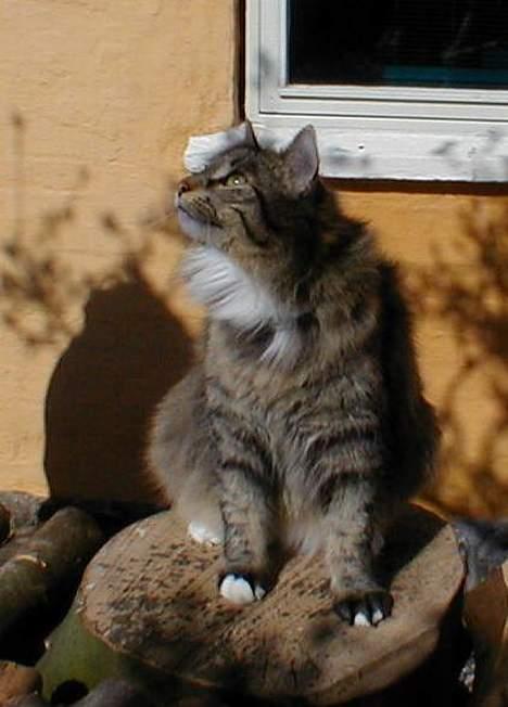 Norsk Skovkat Tantus Merci . R.I.P den 10-4-2013 - 13-04-07  billede 12