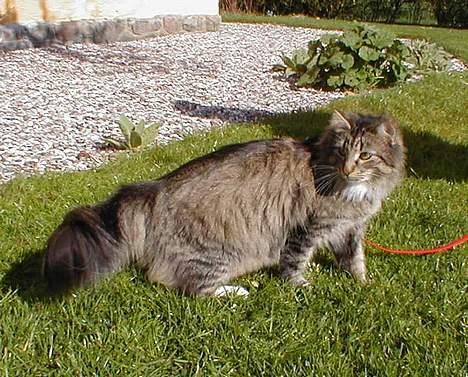 Norsk Skovkat Tantus Merci . R.I.P den 10-4-2013 - 13-04-07  billede 13