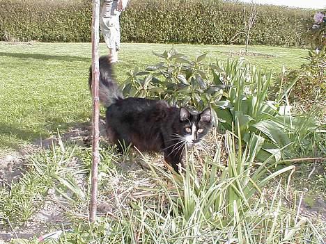 Norsk Skovkat Tantus KitKat Død den 11-10-2011 billede 12