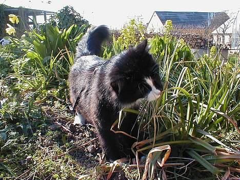 Norsk Skovkat Tantus KitKat Død den 11-10-2011 billede 13