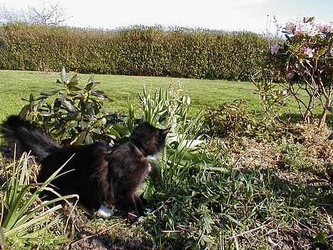 Norsk Skovkat Tantus KitKat Død den 11-10-2011 billede 14