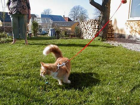 Norsk Skovkat Kajensas Miss Mille - En tur i haven, det elsker hun :-) billede 10