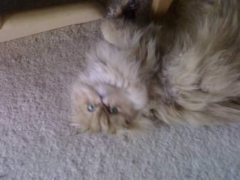 Perser molly - den skøre molly billede 1