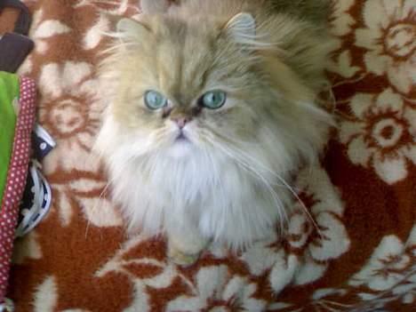 Perser molly - er hun ikke sød billede 2