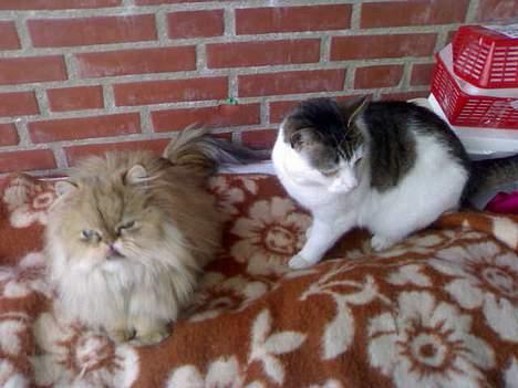 Perser molly - mollys kæreste billede 3