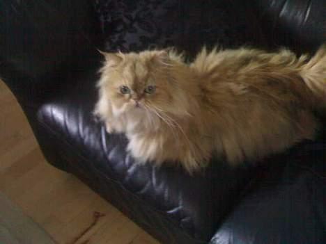 Perser molly billede 4