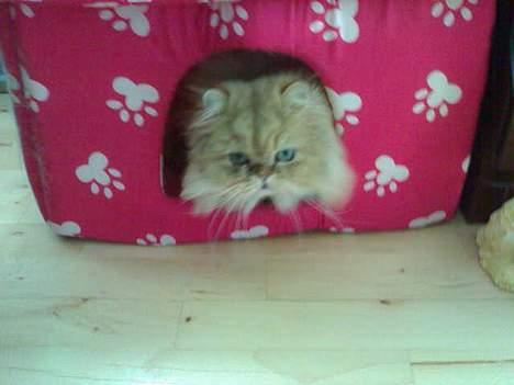 Perser molly billede 5