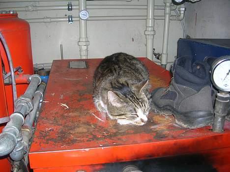 Blanding af racer Elkjær - NYT! Elkjær som lige får sig en lur på det varme fyr Fotograf: Christina billede 3