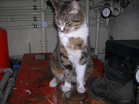 Blanding af racer Elkjær - NYT! elle som lige er vågnet .. fotograf: Christina billede 4