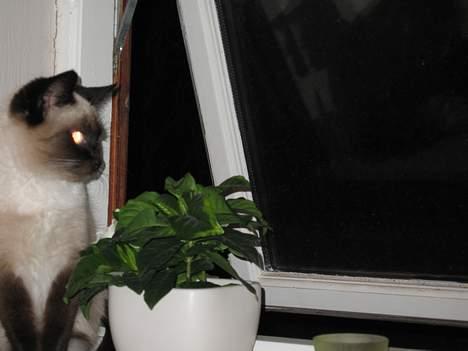 Blanding af racer Sophie *Forsvundet* billede 1