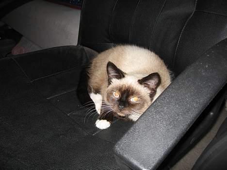 Blanding af racer Sophie *Forsvundet* billede 2