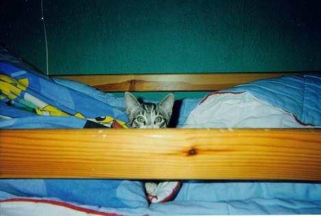 Huskat speedy billede 1