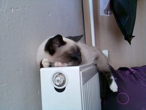 Blanding af racer Sophie *Forsvundet* billede 3