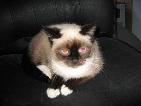 Blanding af racer Sophie *Forsvundet* billede 4