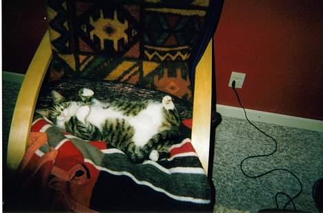 Huskat speedy billede 2