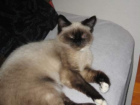 Blanding af racer Sophie *Forsvundet* billede 5