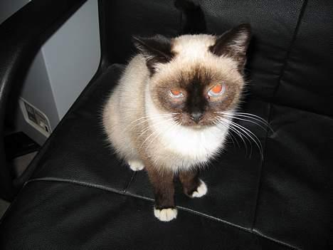 Blanding af racer Sophie *Forsvundet* billede 6