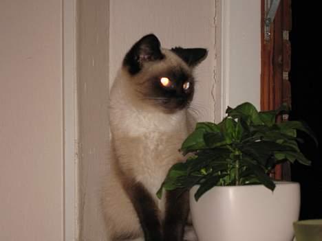 Blanding af racer Sophie *Forsvundet* billede 7