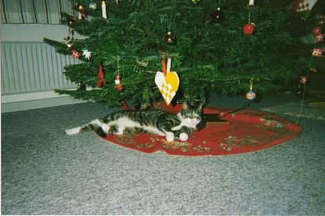 Huskat speedy billede 3