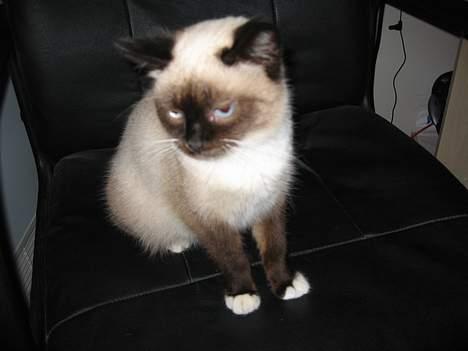 Blanding af racer Sophie *Forsvundet* billede 8