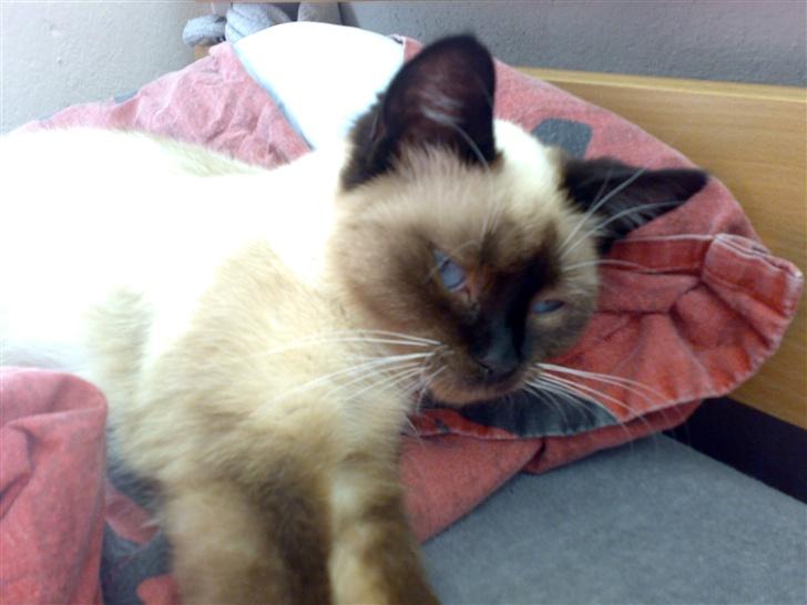 Blanding af racer Sophie *Forsvundet* - *Nyt* billede 9