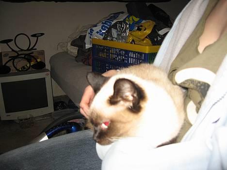 Blanding af racer Sophie *Forsvundet* billede 10