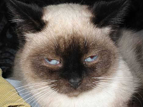 Blanding af racer Sophie *Forsvundet* billede 11