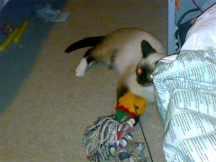 Blanding af racer Sophie *Forsvundet* - *Nyt* billede 12