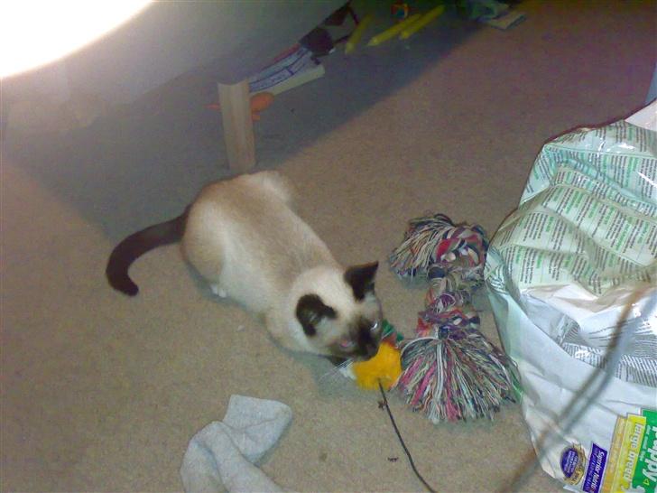 Blanding af racer Sophie *Forsvundet* - *Nyt* billede 13