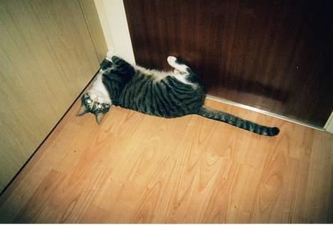 Huskat speedy billede 4